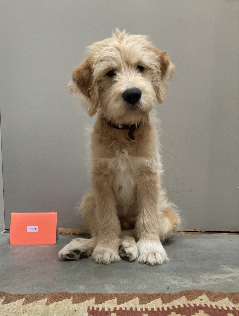 Dutch Smoushond standing outdoors