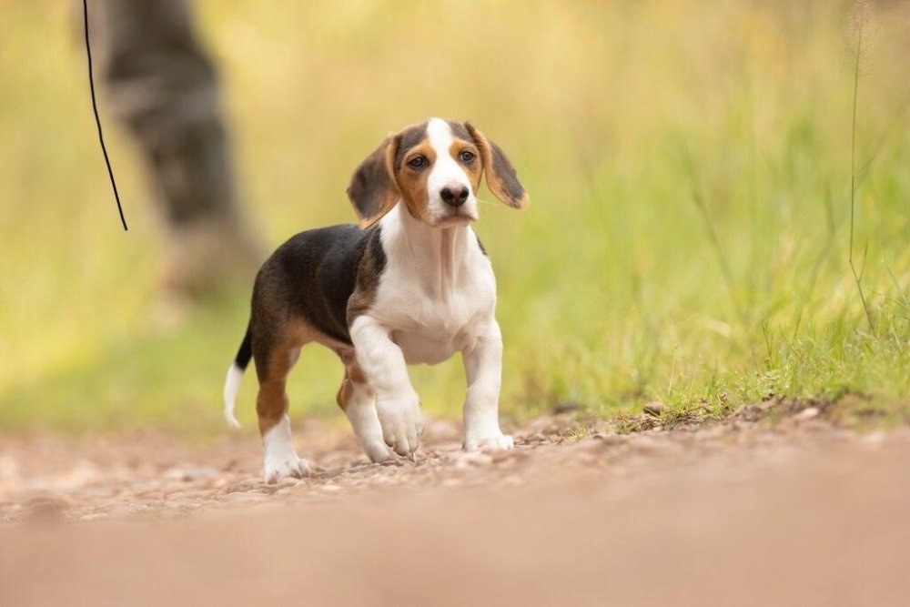Westphalian Dachsbracke sniffing the ground