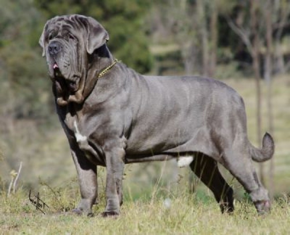 Neapolitan Mastiff resting on grass