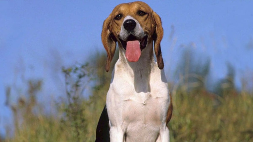 Artois Hound standing outdoors