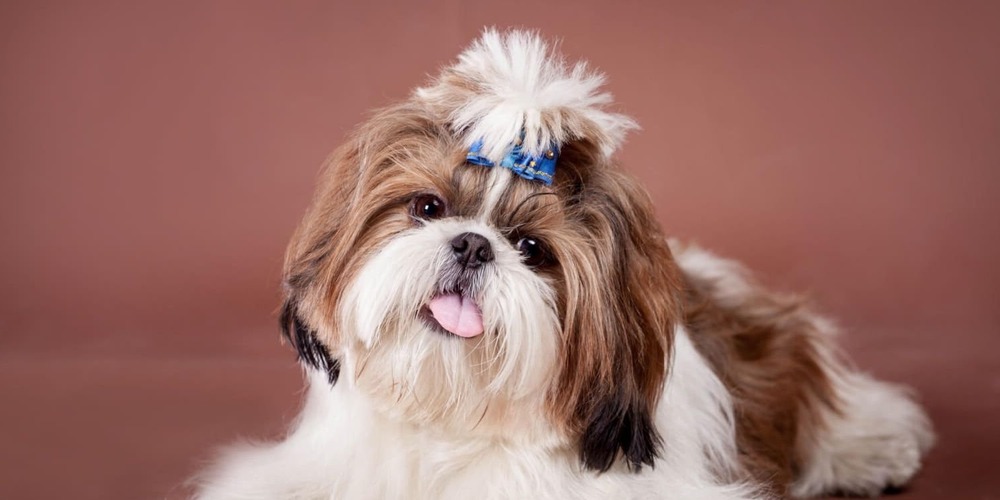Shih Tzu resting on a soft surface