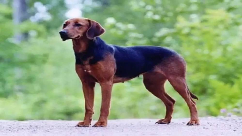 Schillerstovare standing outdoors