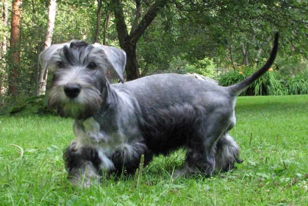 Cesky Terrier head with beard and eyebrows