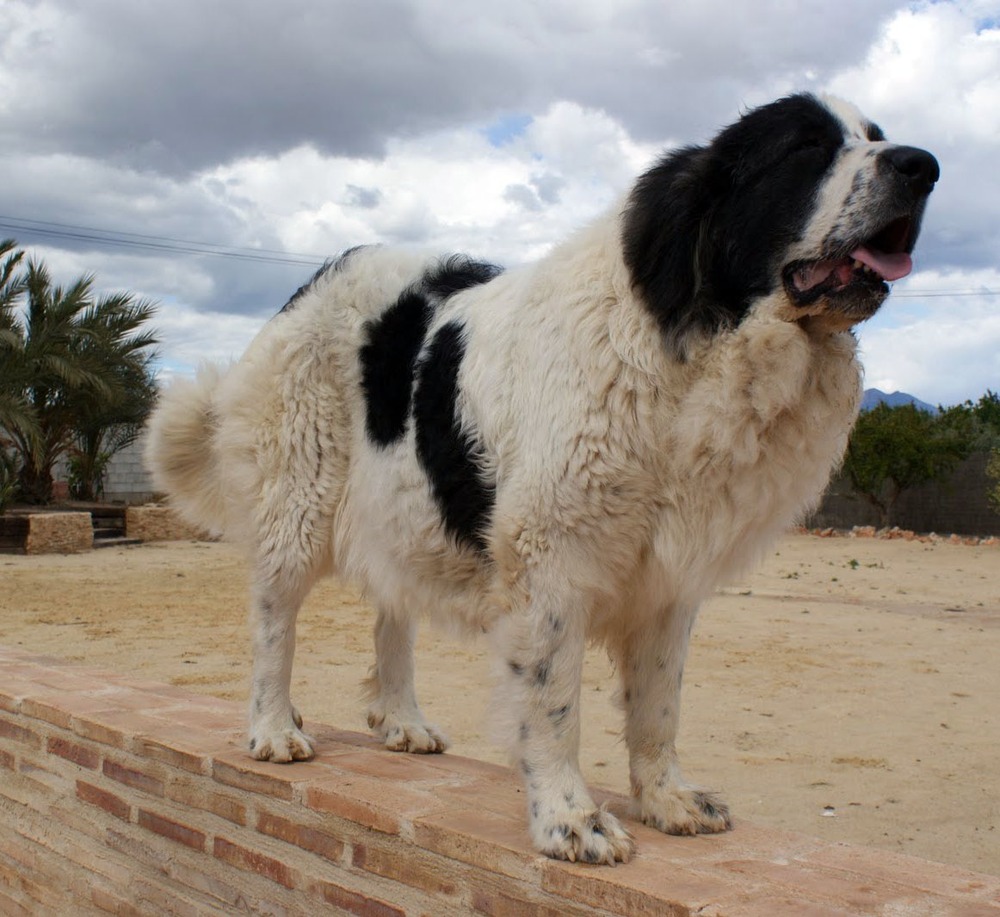 Pyrenean Mastiff on a lead during a walk