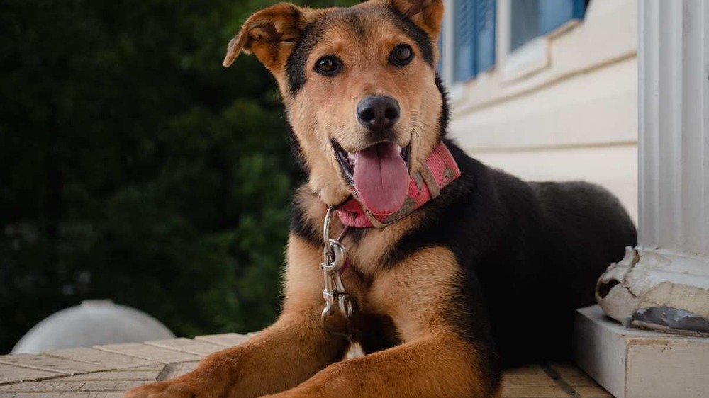 Huntaway standing outdoors