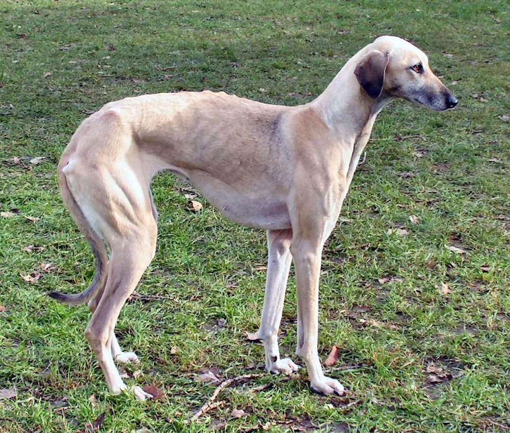 Sloughi resting calmly with a relaxed posture