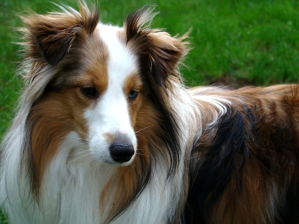 Shetland Sheepdog with thick coat