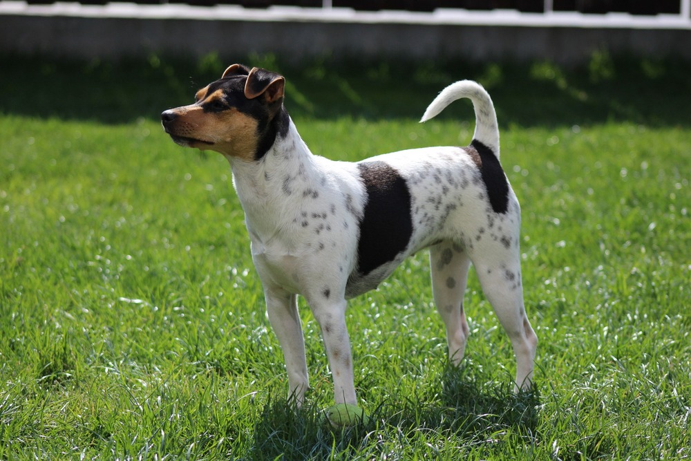 Terrier Brasileiro standing alert outdoors