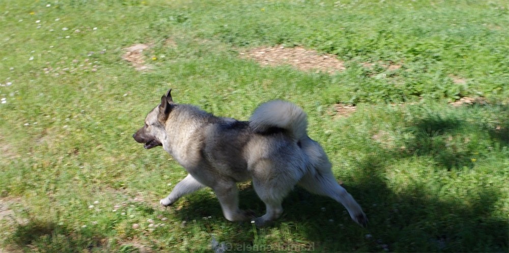 Hallefors Elkhound moving through grass