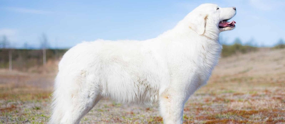 Large white dog standing squarely on grass