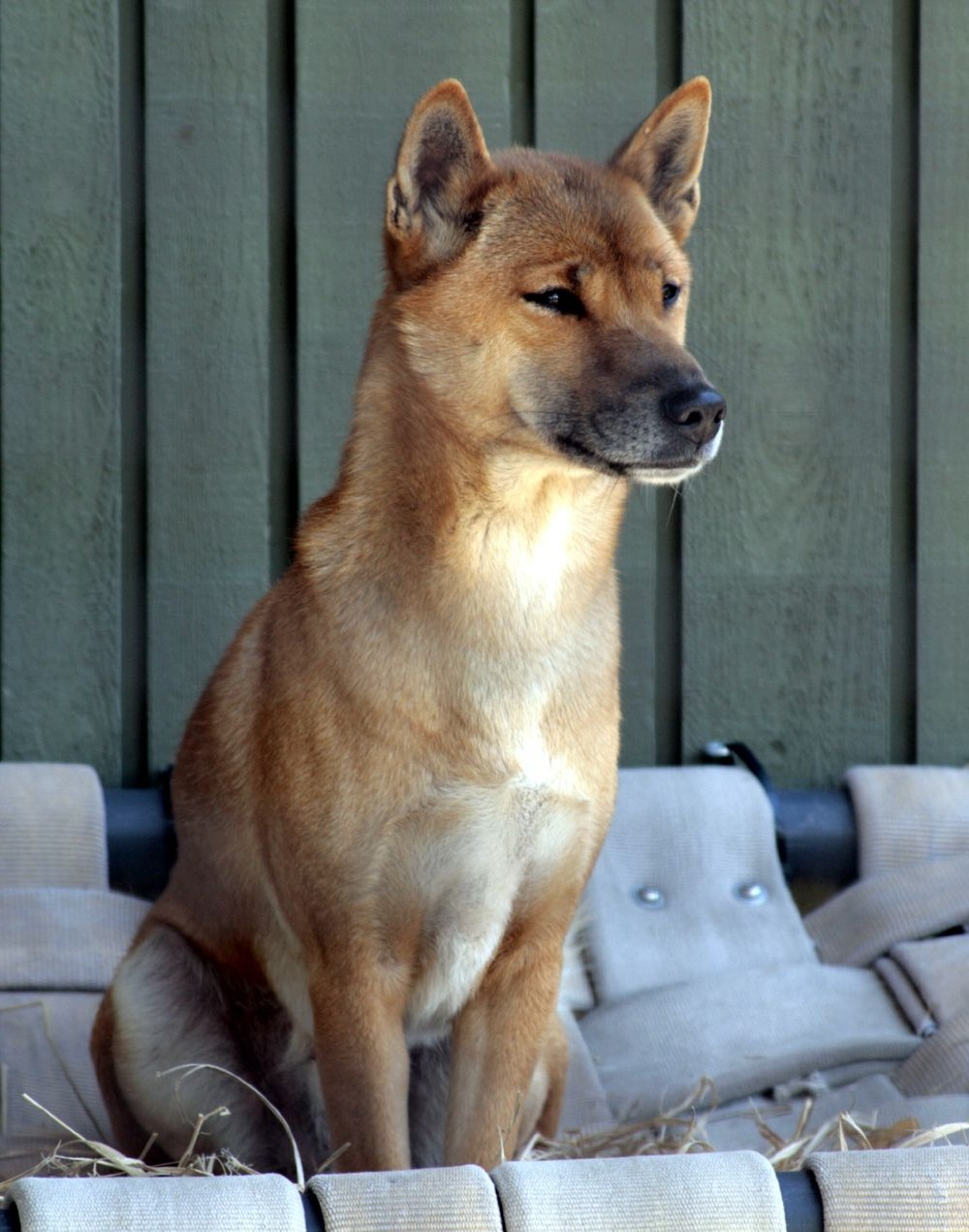 New Guinea singing dog outdoors in profile