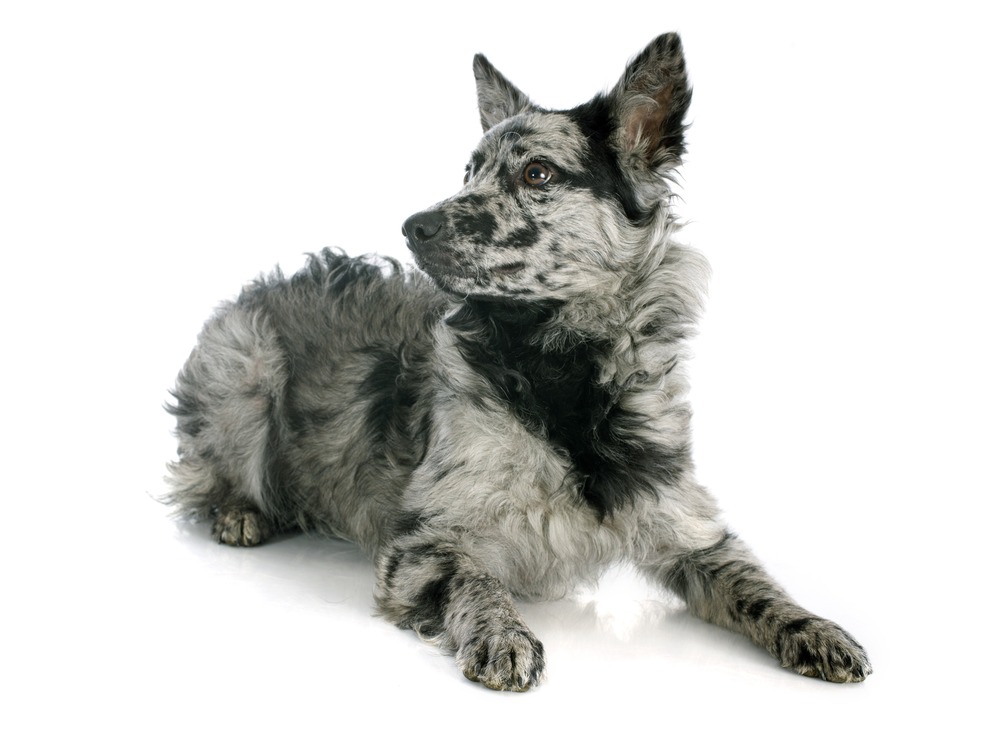 Mudi standing outdoors with pricked ears