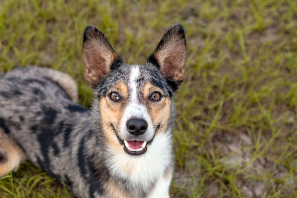 Koolie dog moving at speed in open area