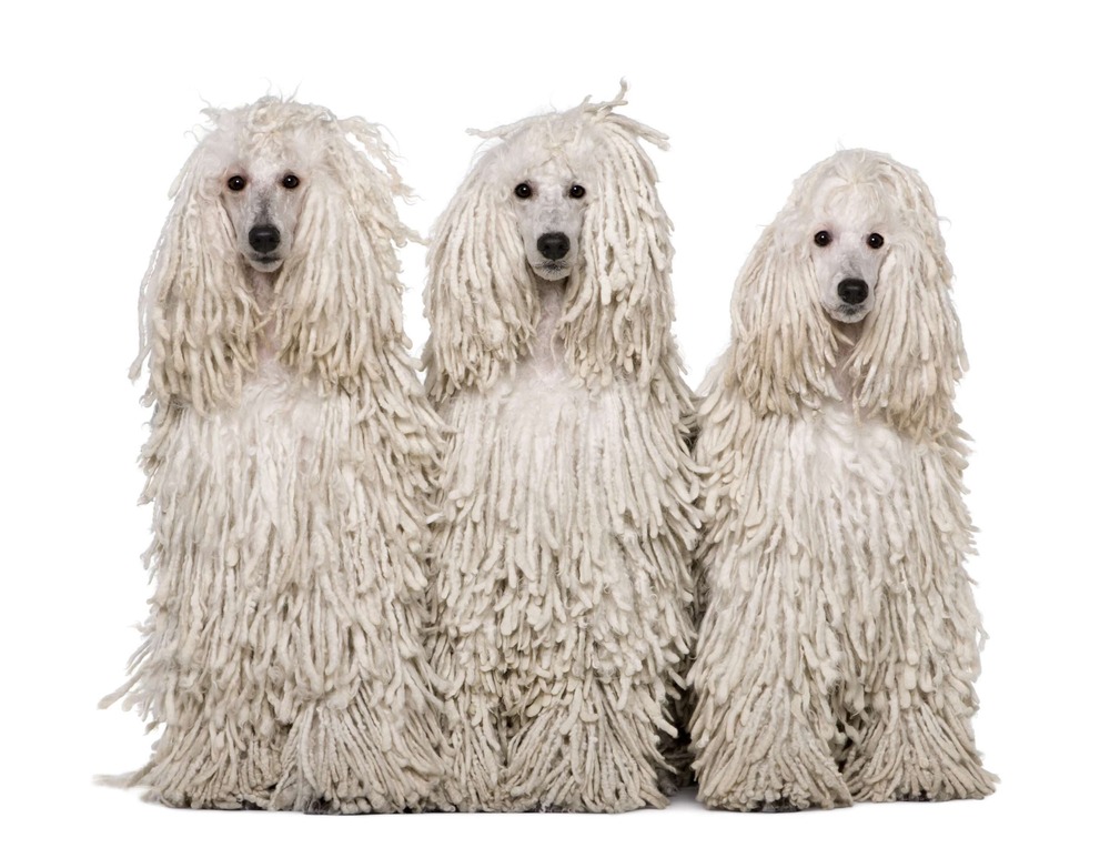 Standard Poodle moving actively on grass