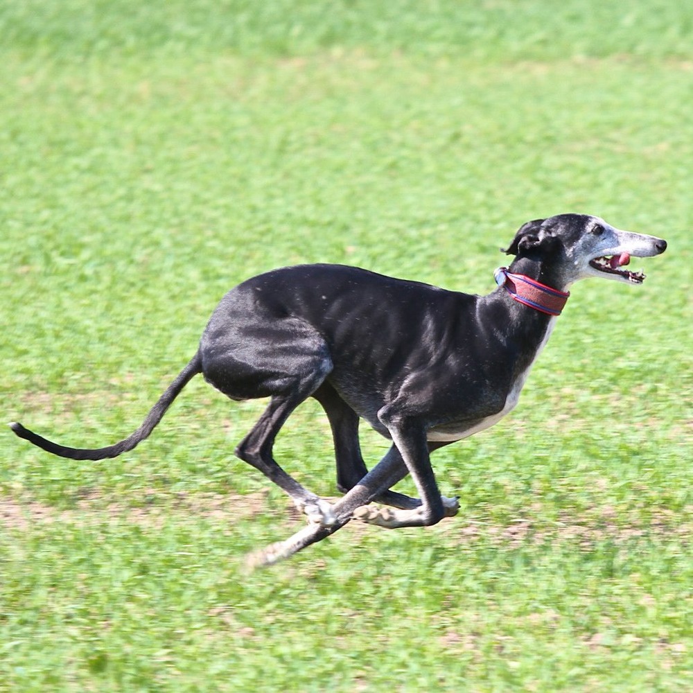 Galgo Español looking attentive outdoors