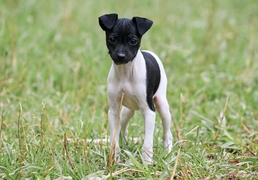 Japanese Terrier looking up attentively