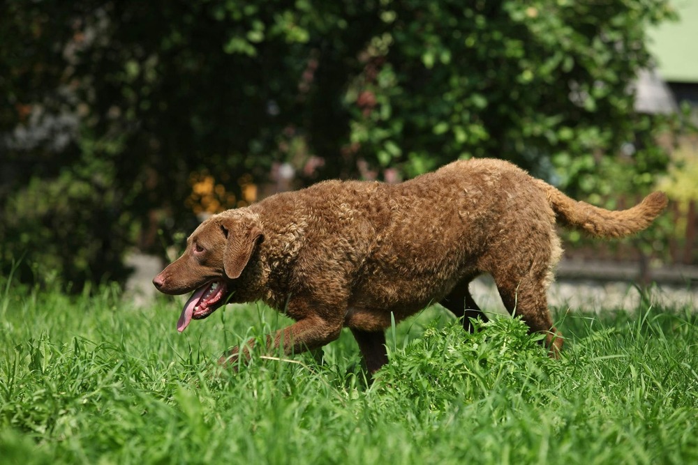 Chesapeake Bay Retriever running and alert