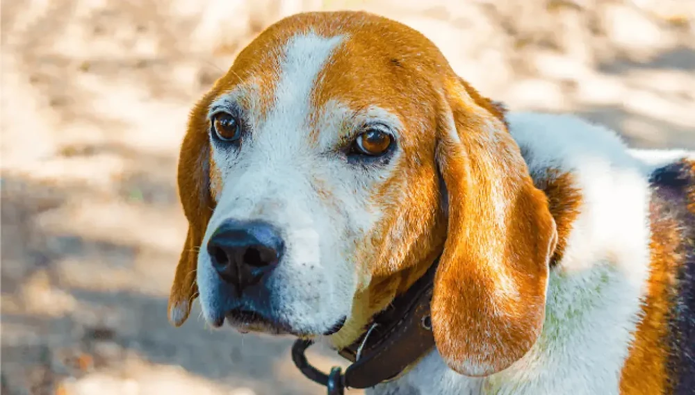 Estonian Hound resting in grass