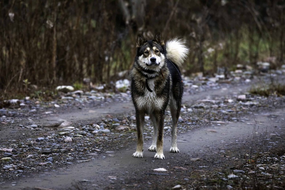 East Siberian Laika looking alert in natural light