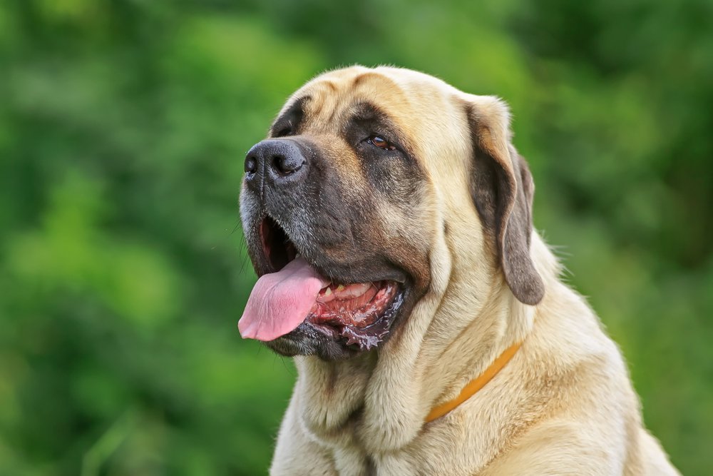 English Mastiff lying down outdoors