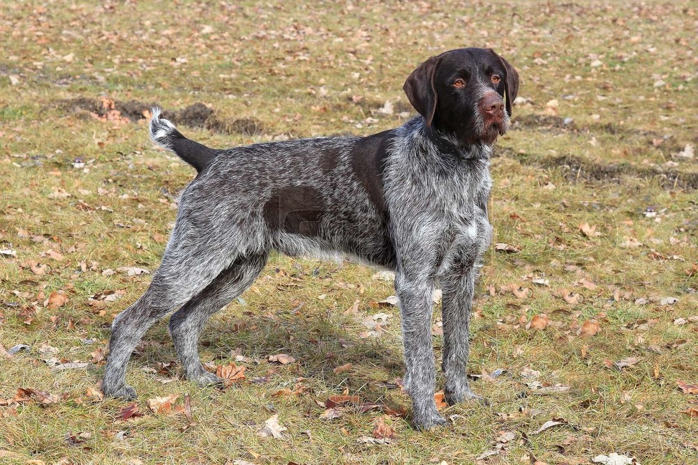 Wire-haired Pointing Griffon with wiry coat and beard