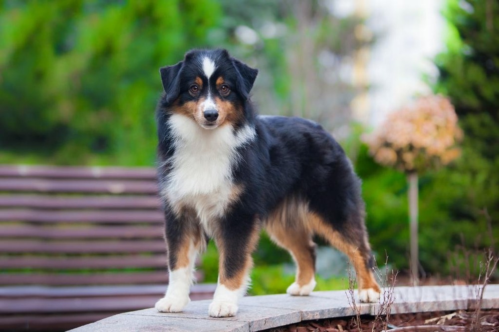 Miniature American Shepherd running on grass
