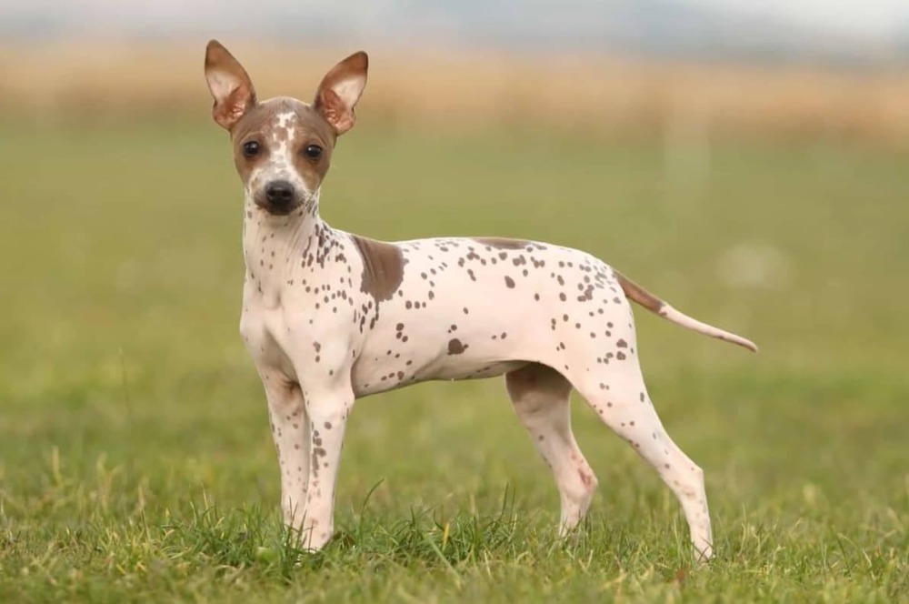 American Hairless Terrier in soft indoor light