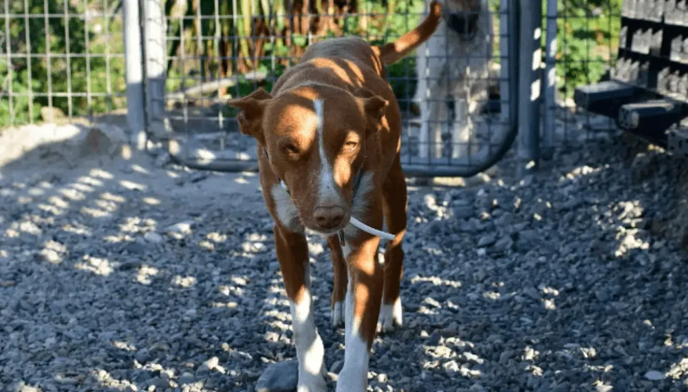 Austrian Pinscher sitting on grass
