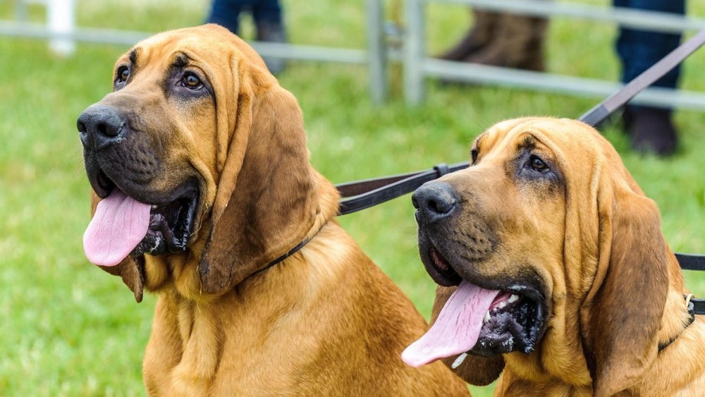 Bloodhound head with long ears