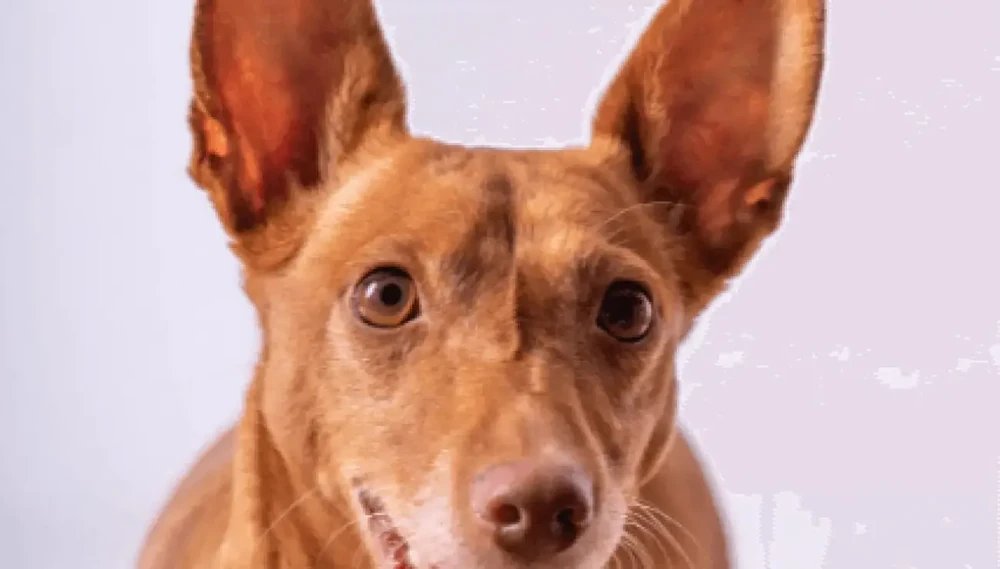 Wire-haired Portuguese Podengo in profile