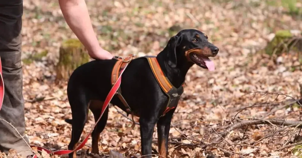 Austrian Black and Tan Hound in a natural setting