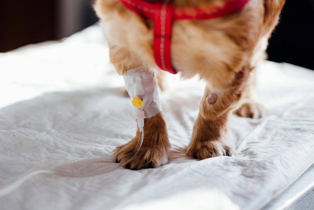 Toy breed puppy being gently handled