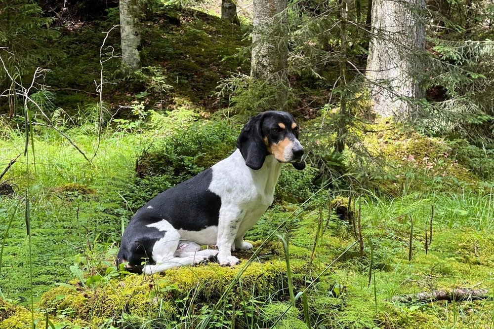 Schweizerischer Niederlaufhund exploring grass