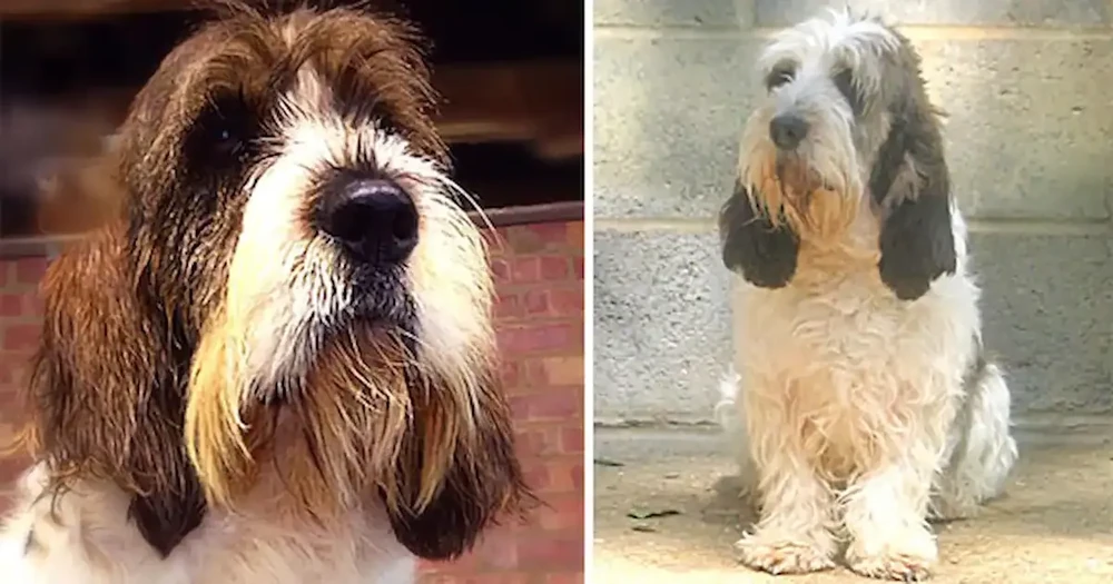 Petit Basset Griffon Vendeen moving through grass, nose down