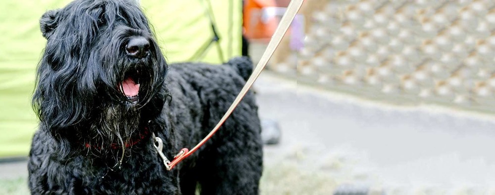 Black Russian Terrier outdoors in profile