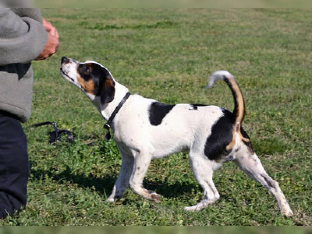 Danish-Swedish Farmdog looking alert and attentive