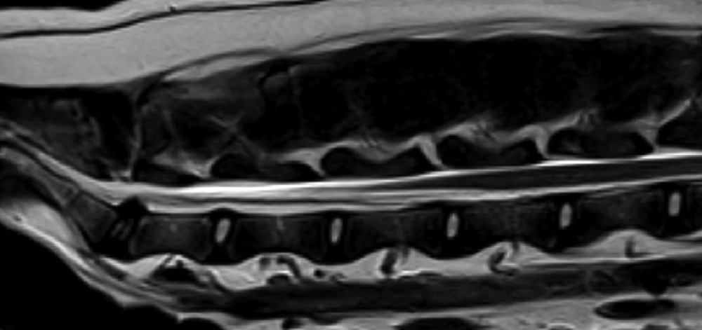 Dog using a small ramp to reach a sofa