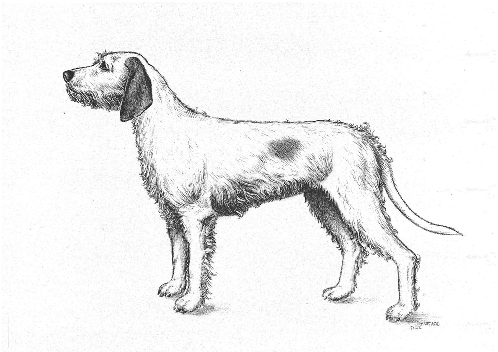 Istrian Coarse-haired Hound portrait showing bushy eyebrows