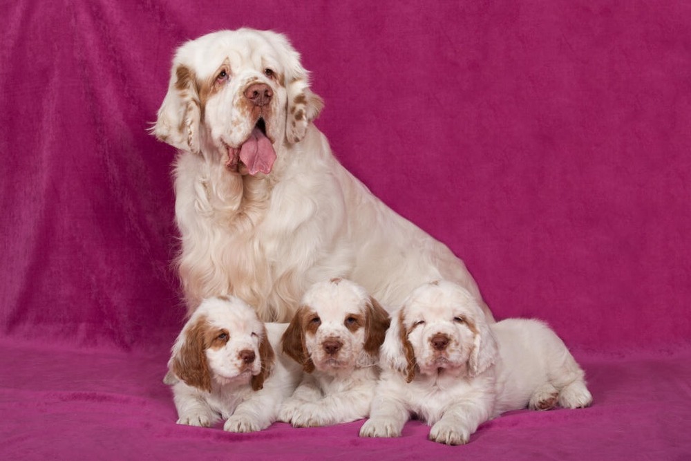 Saint-Usuge Spaniel standing outdoors