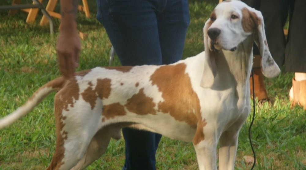 Sabueso Espanol outdoors on grass