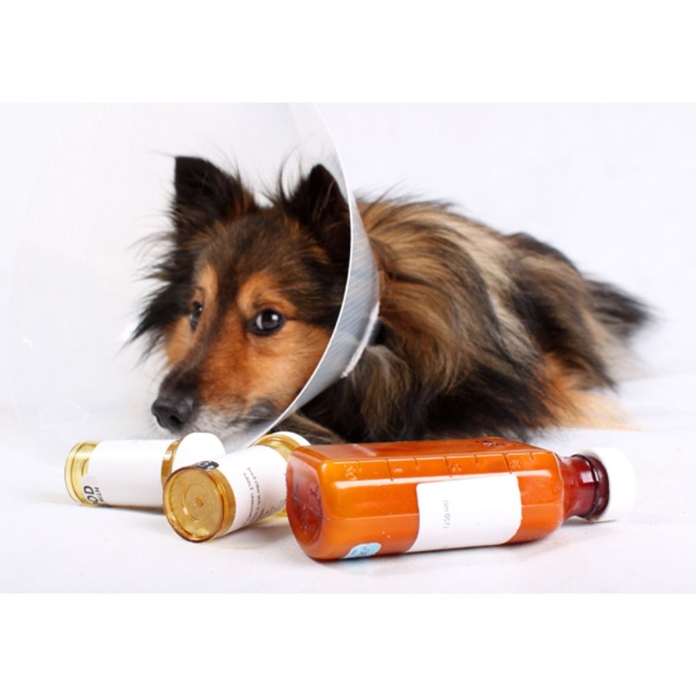 Dog taking a treat gently from a hand