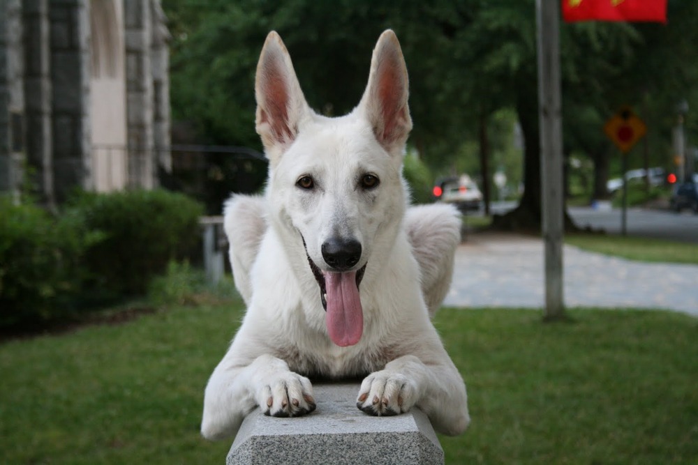 White shepherd dog standing outdoors