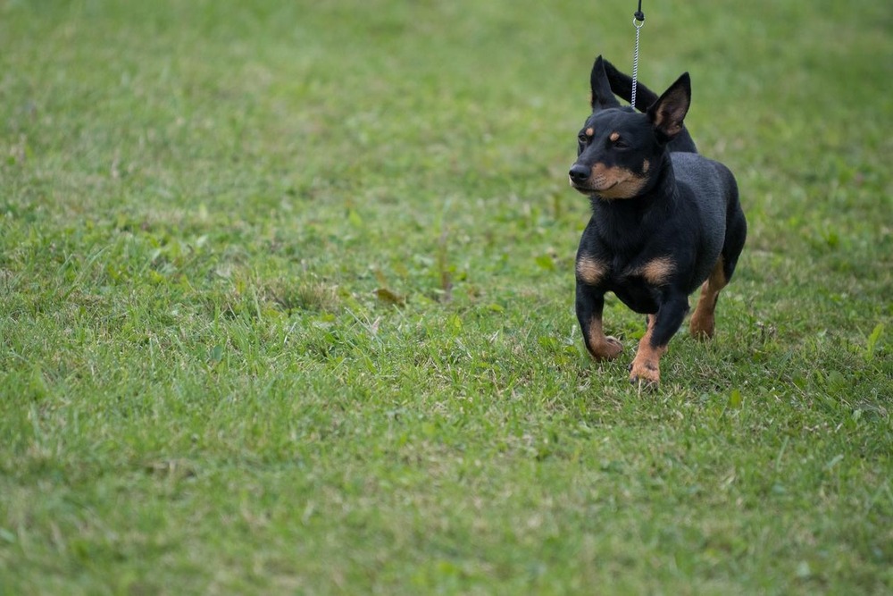 Lancashire Heeler sitting alert on a path