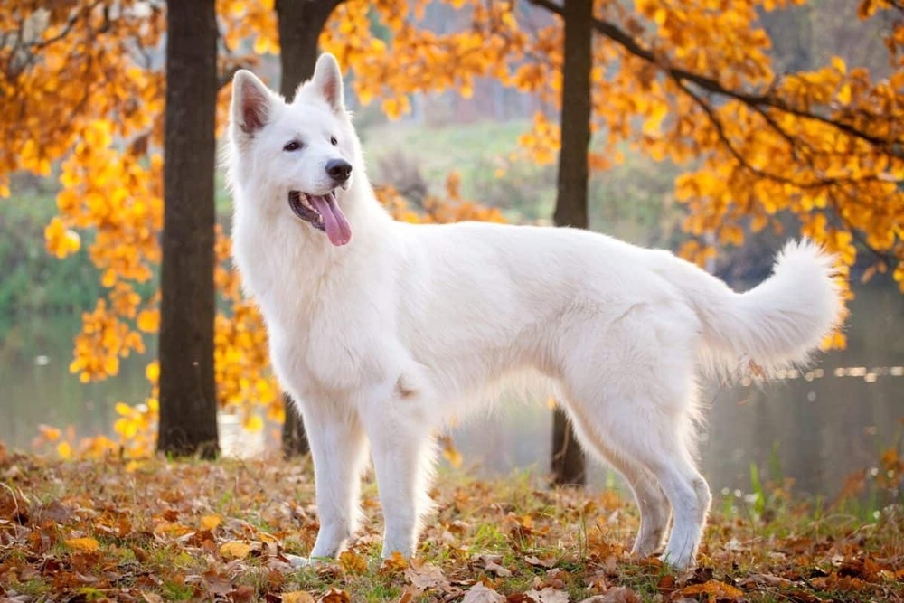 White shepherd dog looking attentive