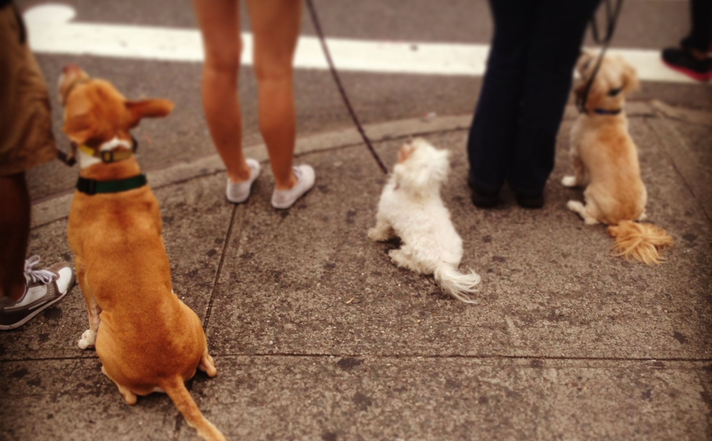 Illustration of dog behaviour signals