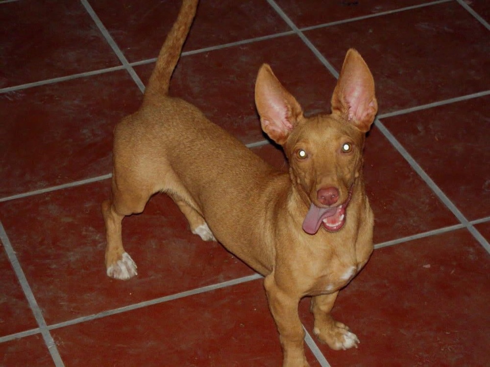 Smooth-coated Maneto dog in profile