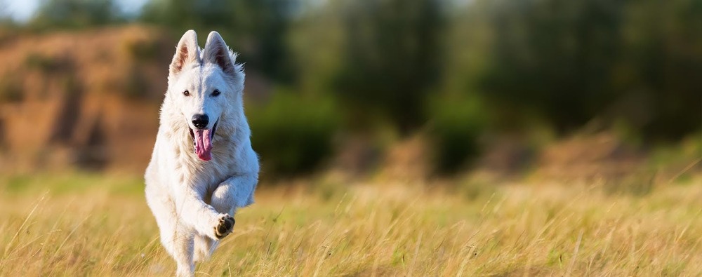 White shepherd dog running on grass