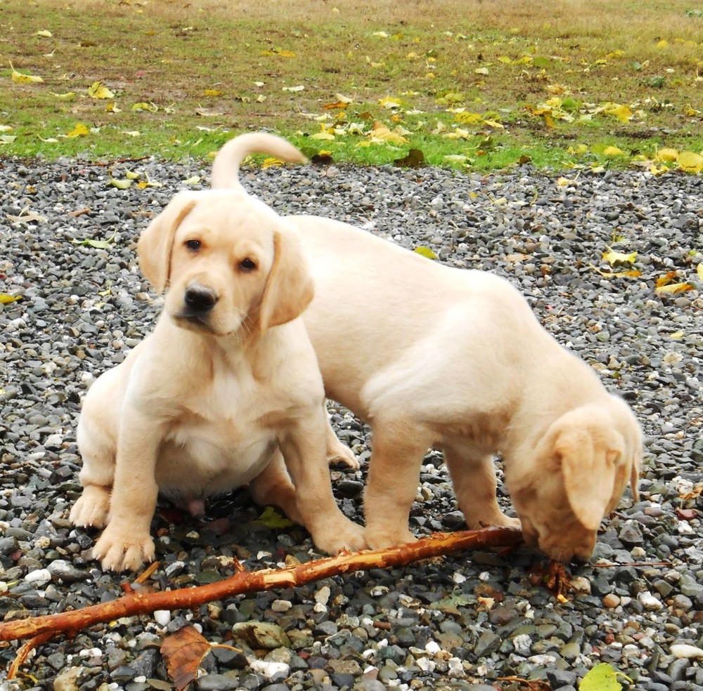Family dog resting while child sits nearby with adult supervision