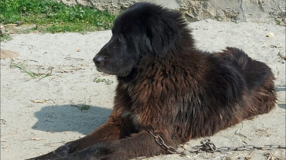 Bakharwal Dog in profile outdoors