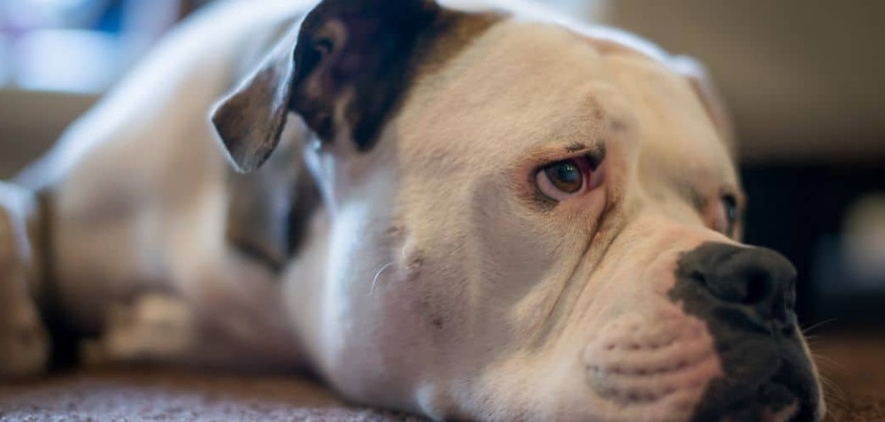 Dog looking unwell beside a bowl